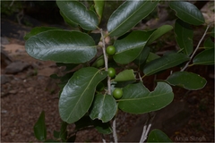 Drypetes sepiaria